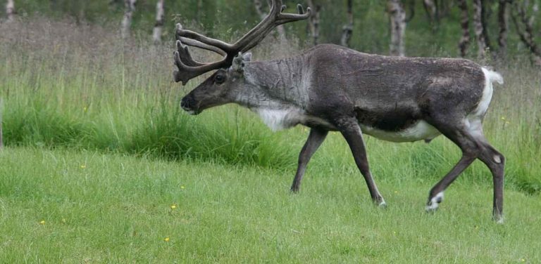 היעלמותה של החיה הזו השפיעה באופן דרמטי על קהילת הילידים בקנדה